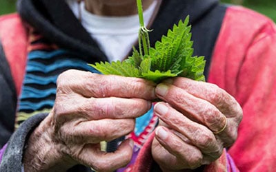 La botanique de terrain, l'outil ultime pour devenir un expert de la cueillette !