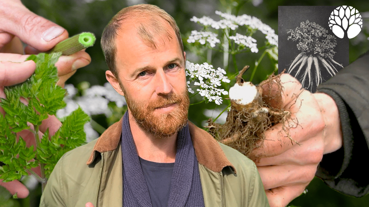 Le cerfeuil des bois (Anthriscus sylvestris), comestible ou toxique ?