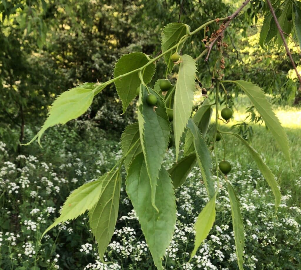 Quelles feuilles d