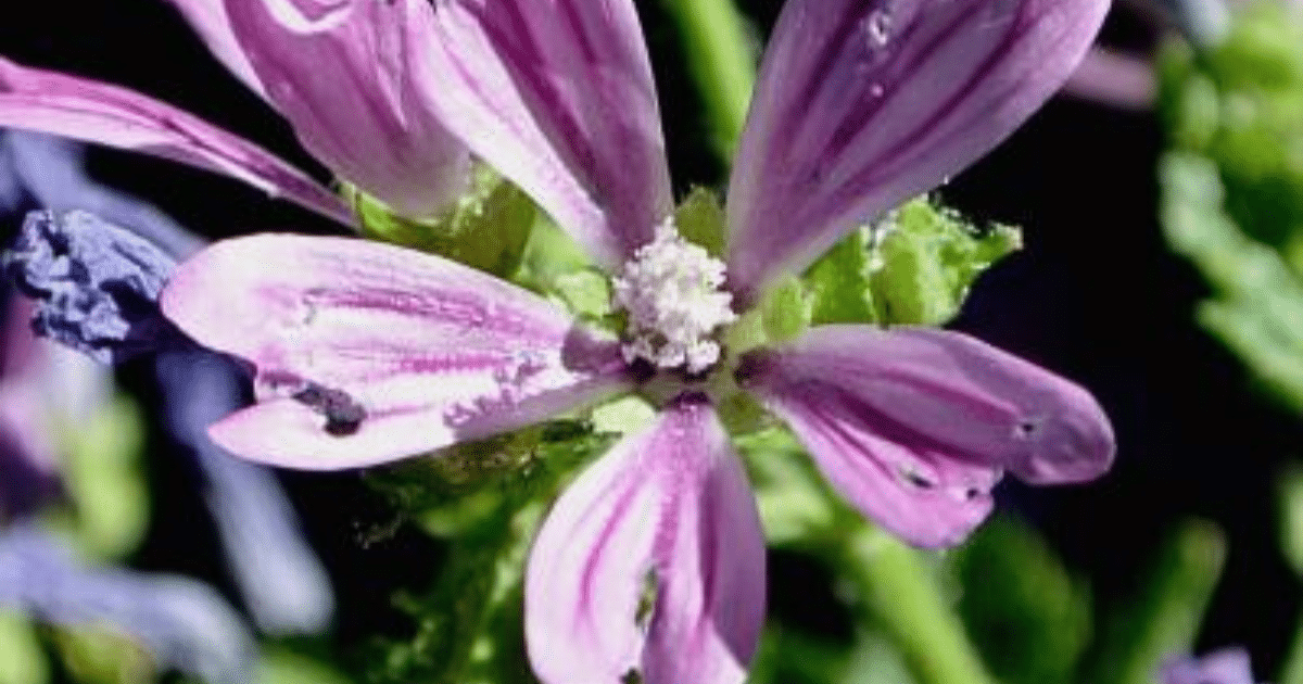 Mauve des bois : plante comestible et peau de bébé.