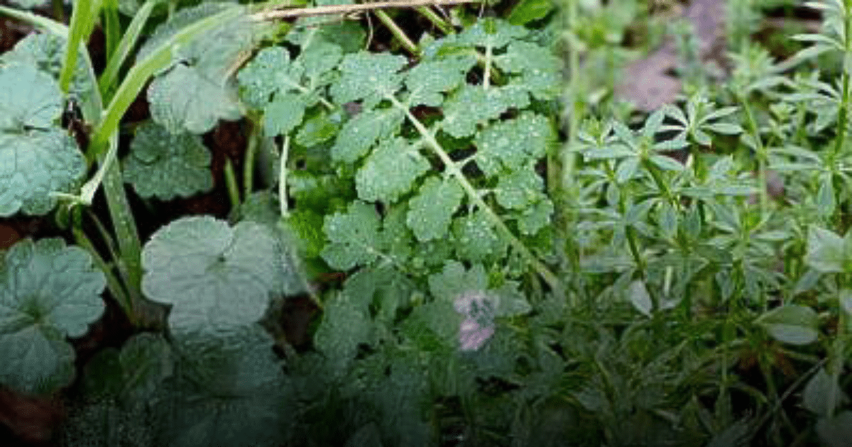 Les plantes bio-indicatrices