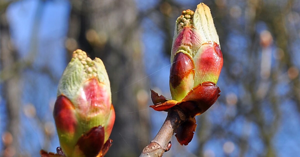 Les propriétés des bourgeons