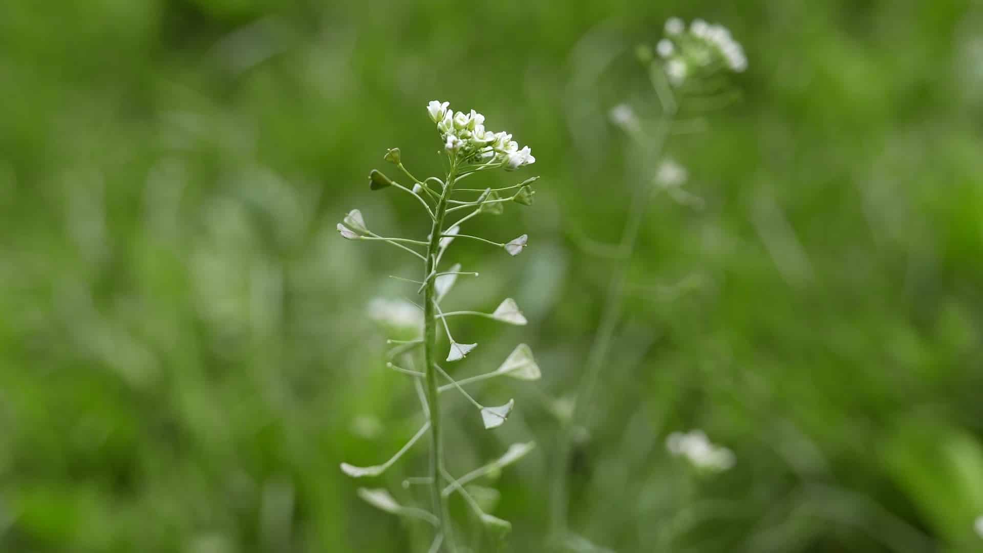 Bourse à pasteur, une plante comestible et médicinale