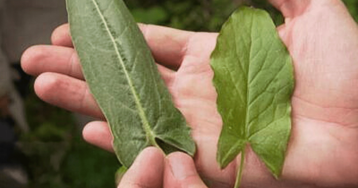 Oseille sauvage vs Arum
