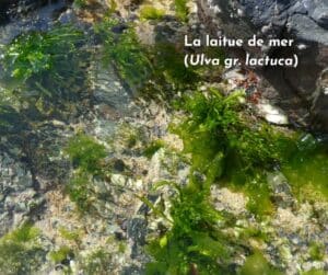 5 algues comestibles à cueillir et cuisiner - Le Chemin de la Nature