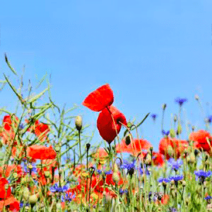 Nous voulons tous des coquelicots