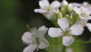 Fleurs blanche de l'allaire