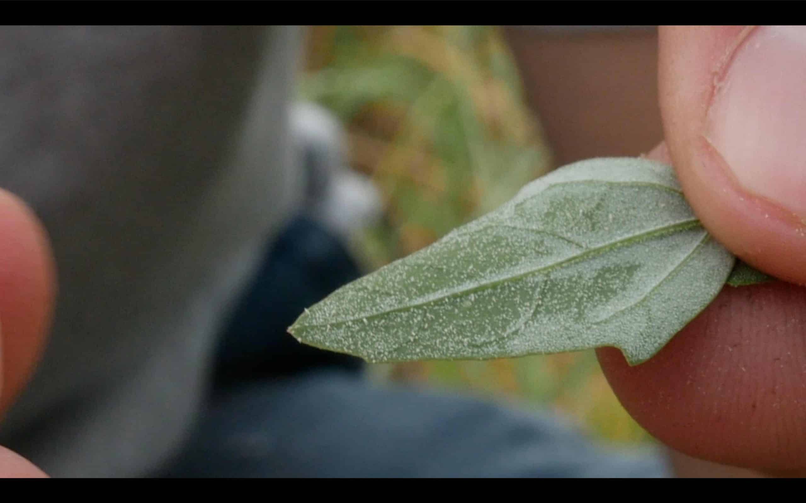 feuille de chenopode blanc avec de la poudre sous les feuilles