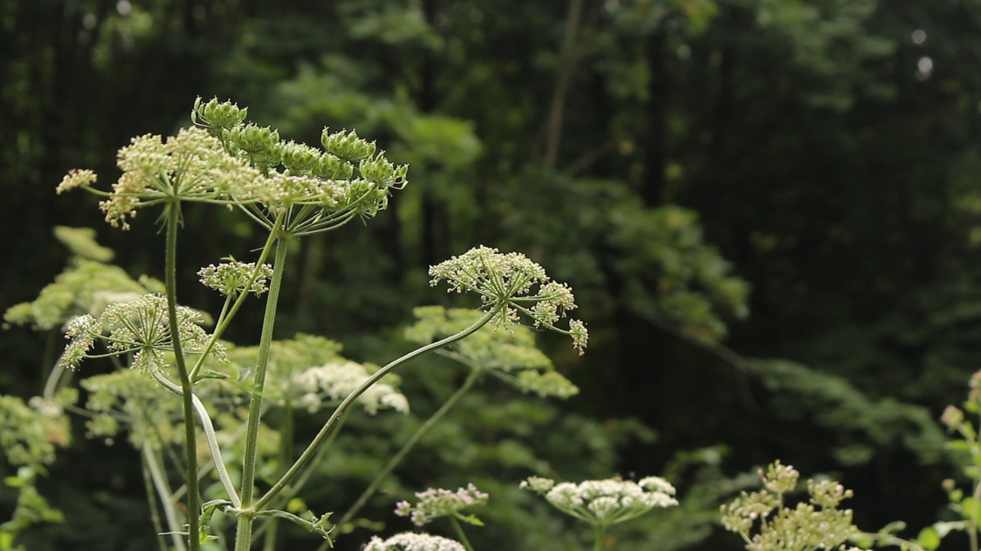 La berce, une plante sauvage délicieuse