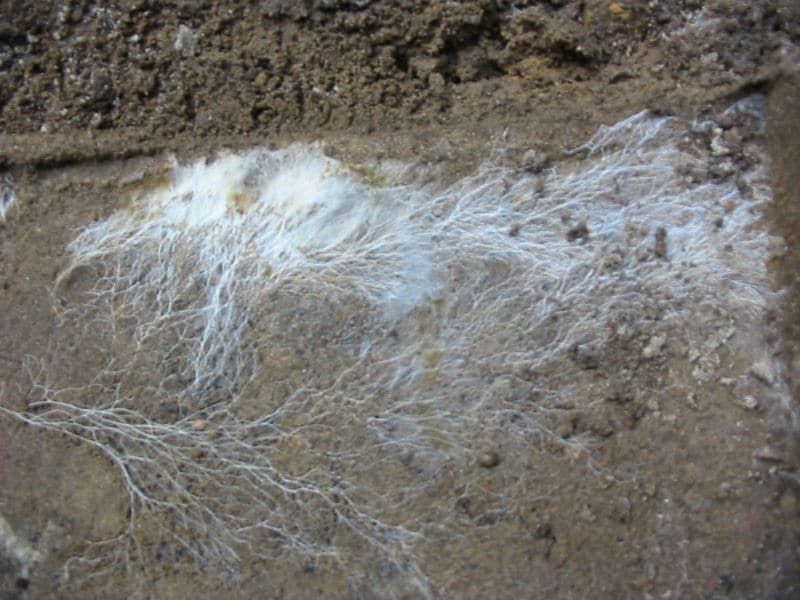 mycelium de champignon cotonneux