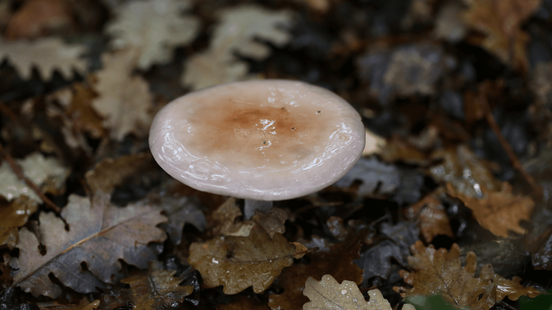 Le petit pied-bleu, à ne pas confondre avec le pied bleu