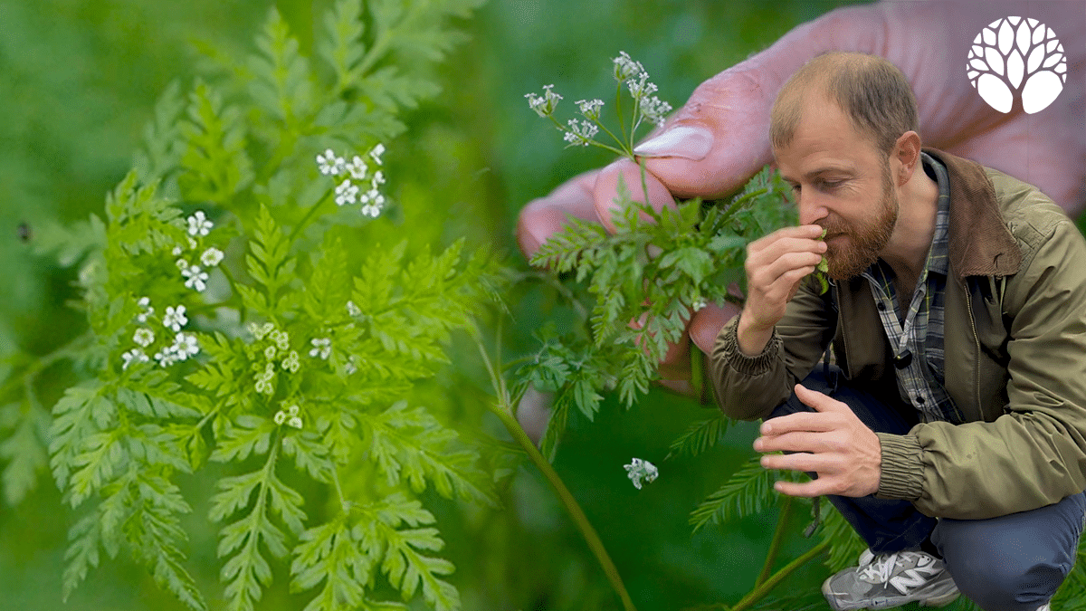 Le cerfeuil des sables ou anthrisque commun, une plante aromatique délicieuse