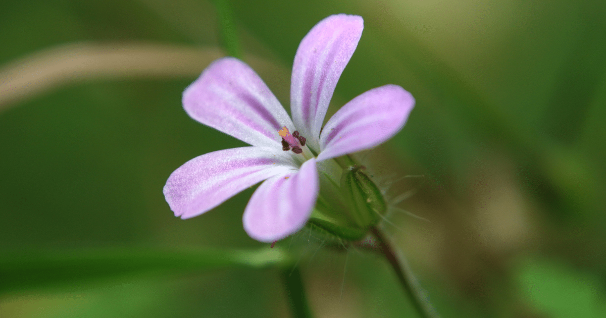 Le géranium herbe à Robert, plante du système sanguin