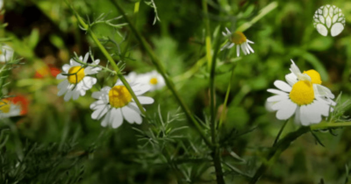 La camomille aide à dormir et à digérer et soigne l’eczéma