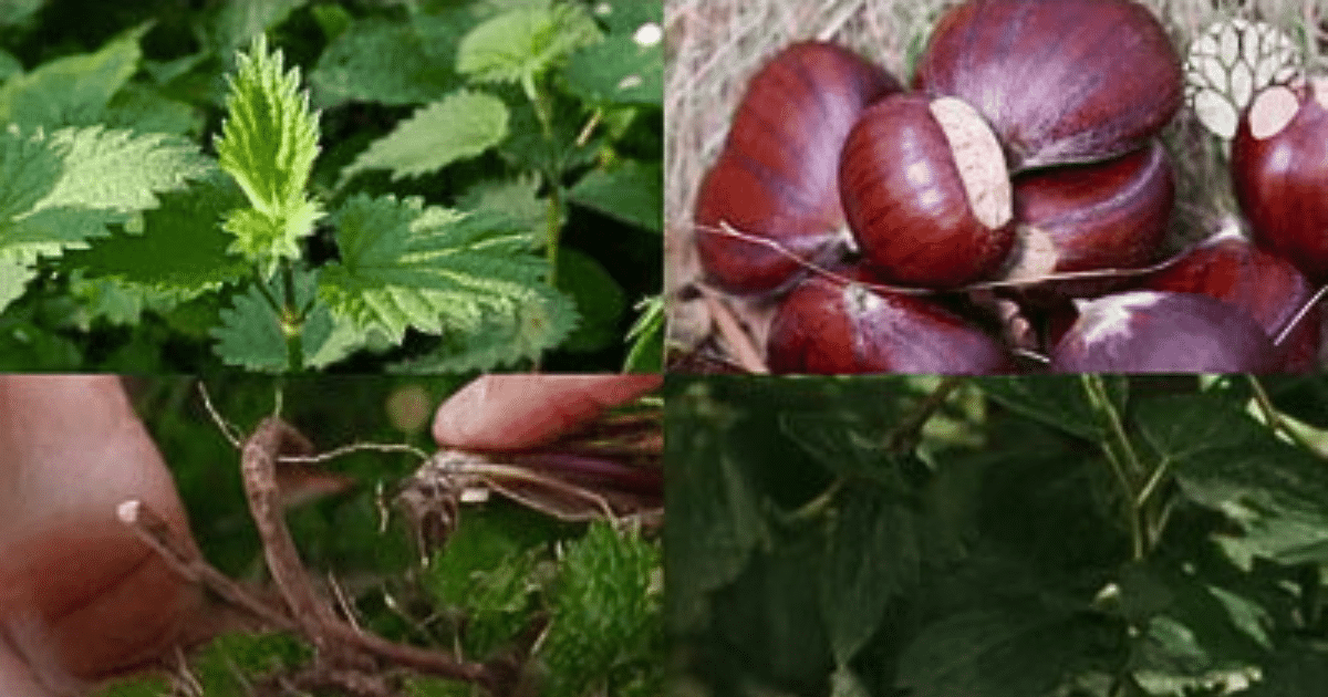 Quelles plantes pour survivre dans la nature ?