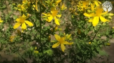 Le macérat huileux de millepertuis soigne les brûlures