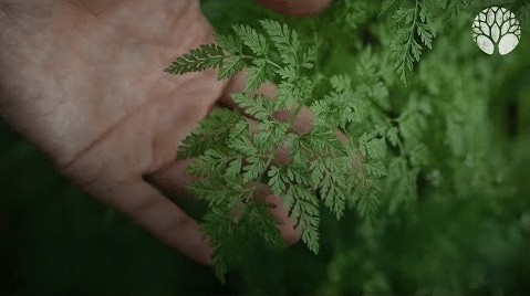 Le cerfeuil vulgaire ou anthrisque commun, une plante aromatique délicieuse