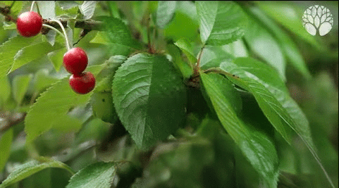 Les feuilles de merisier sont délicieuses et prisées au Japon