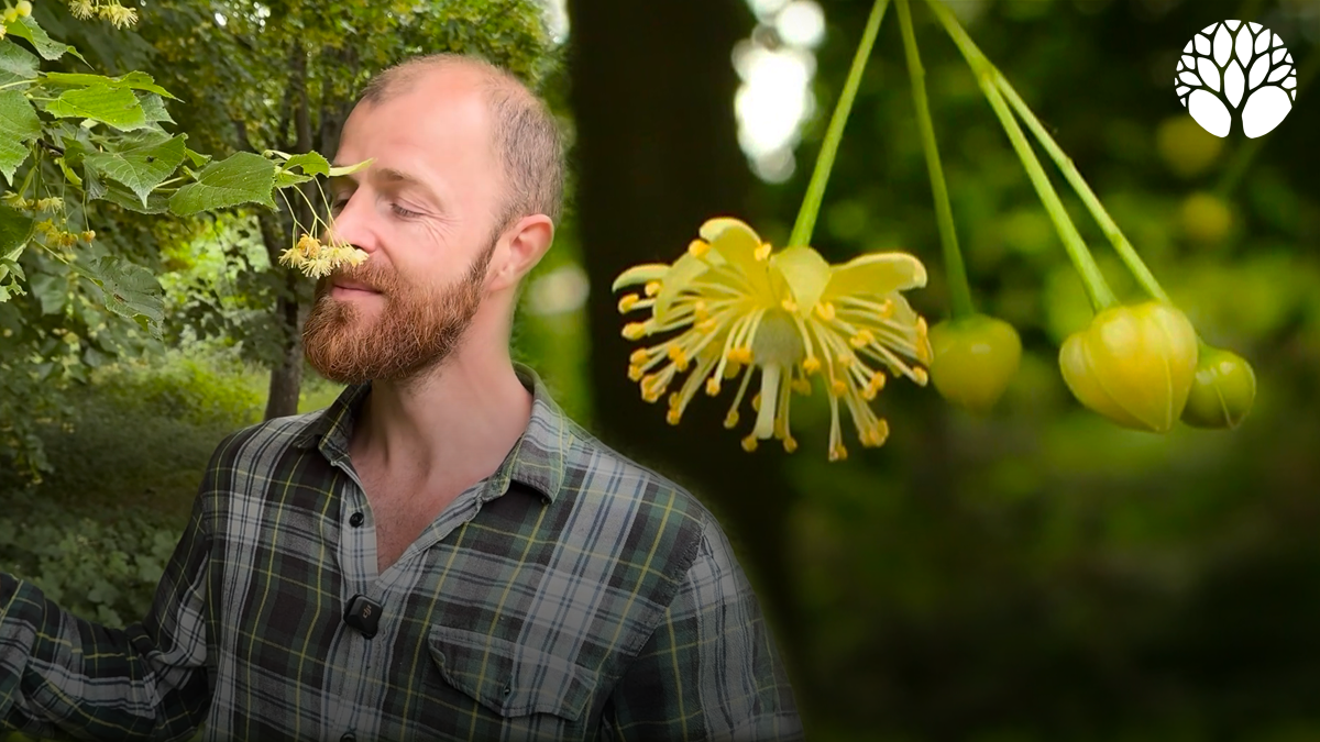 Fleurs, graines, feuilles : tout se mange dans le tilleul !