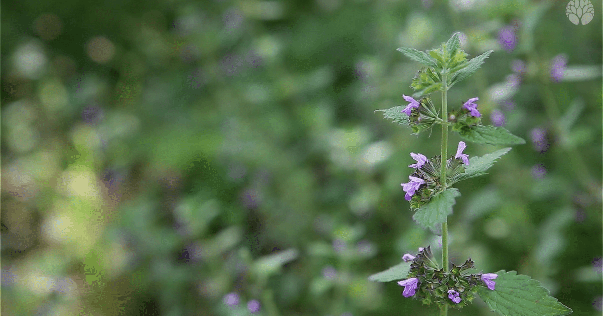 Ballote noire : la plante anti-stress
