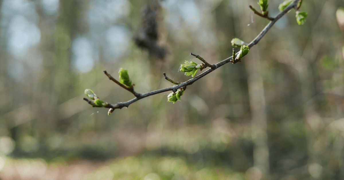 Les bourgeons de l'aubépine