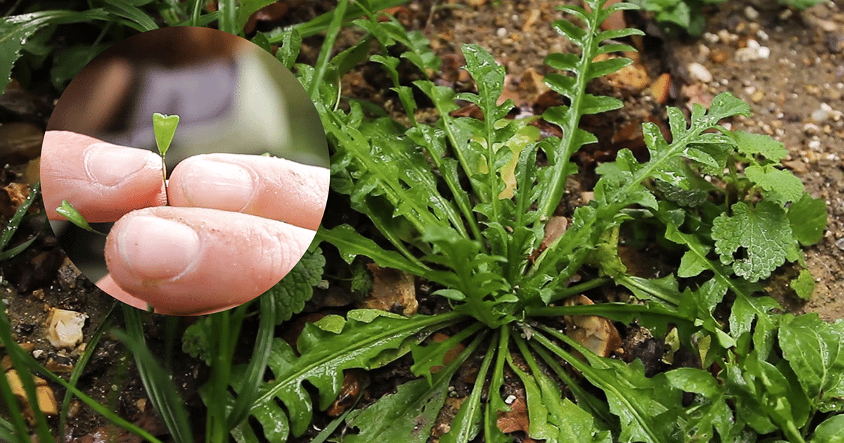 Utiliser la bourse à pasteur : salades et syndrôme prémenstruel