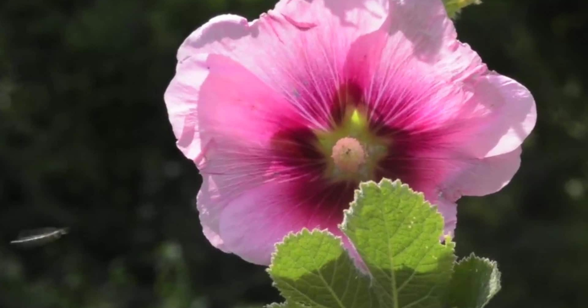 Tout est bon dans la rose trémière !