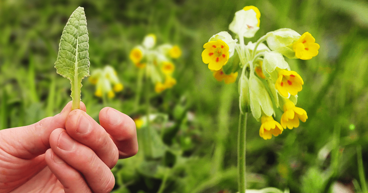 Primevère officinale : aromatique et médicinale