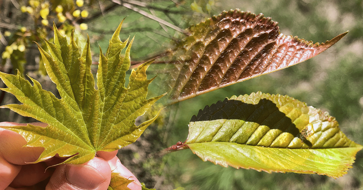 Erable et merisier : encore des feuilles à manger !