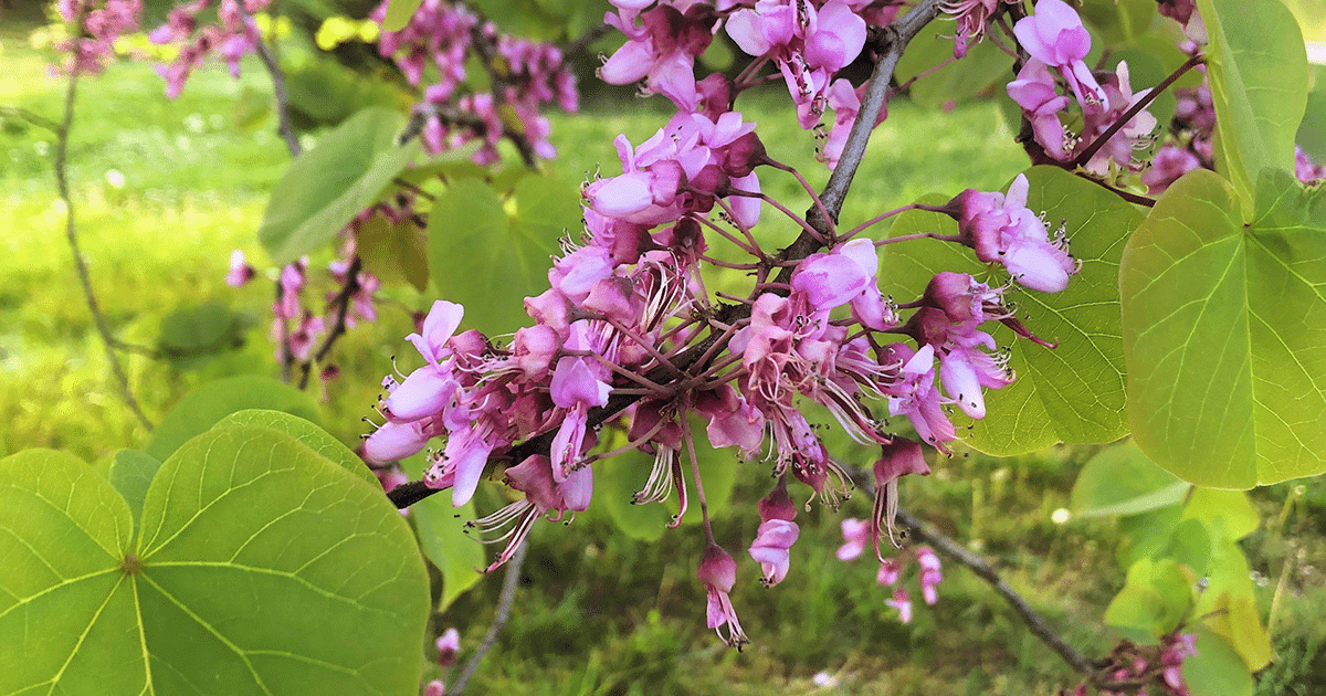 Les fleurs comestibles de l'arbre de Judée