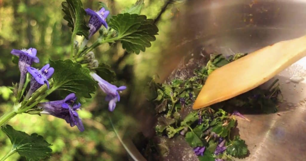 Lierre terrestre : comment le cuisiner ?