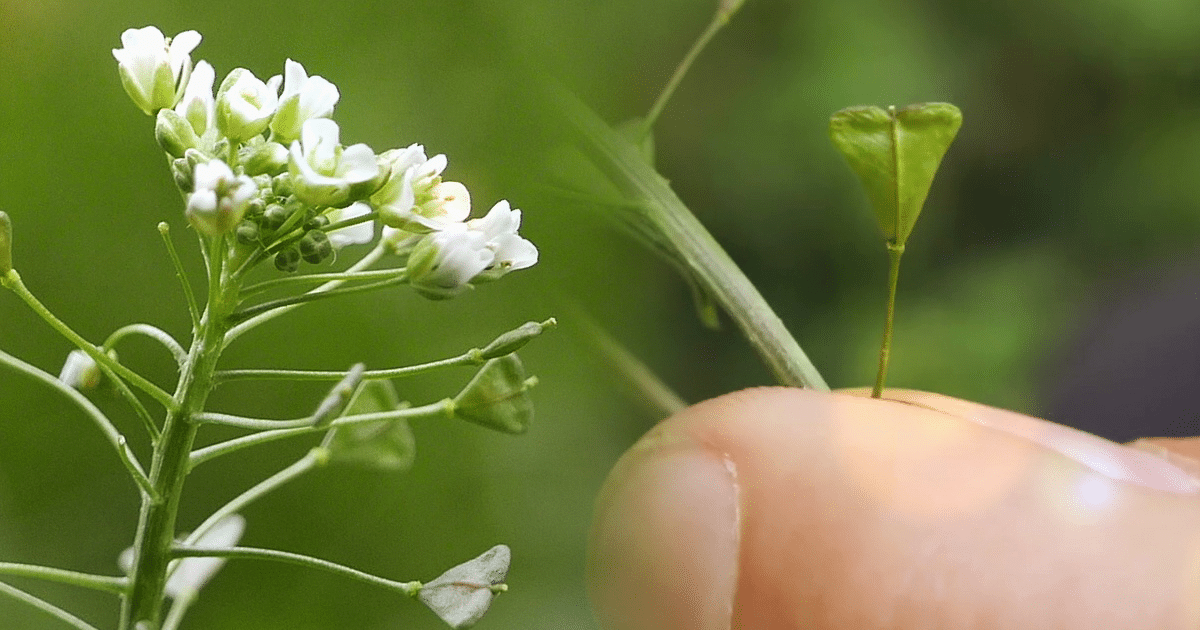 Bourse à pasteur : plante hémostatique