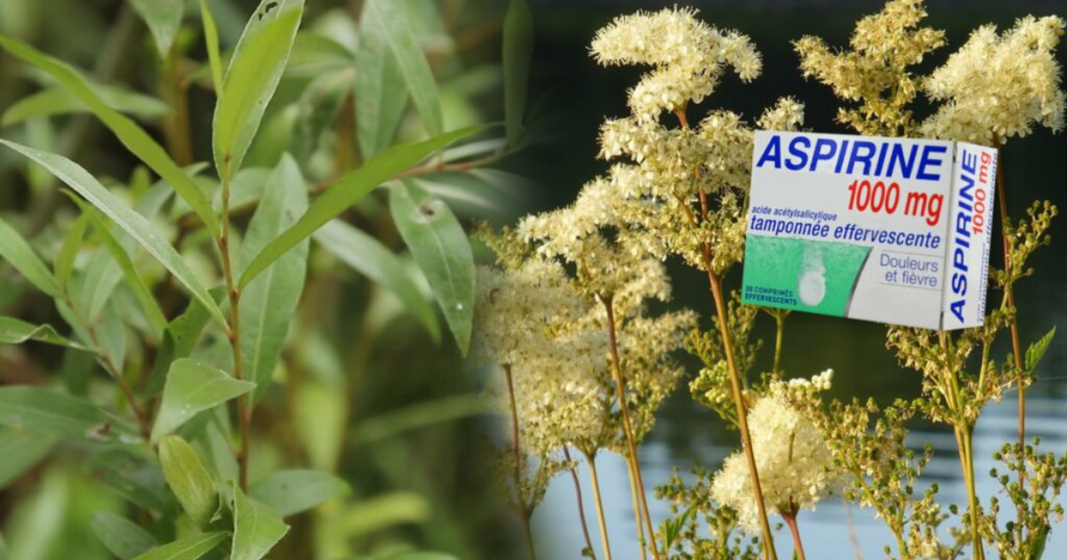 Saule et reine des prés : aspirine sauvage