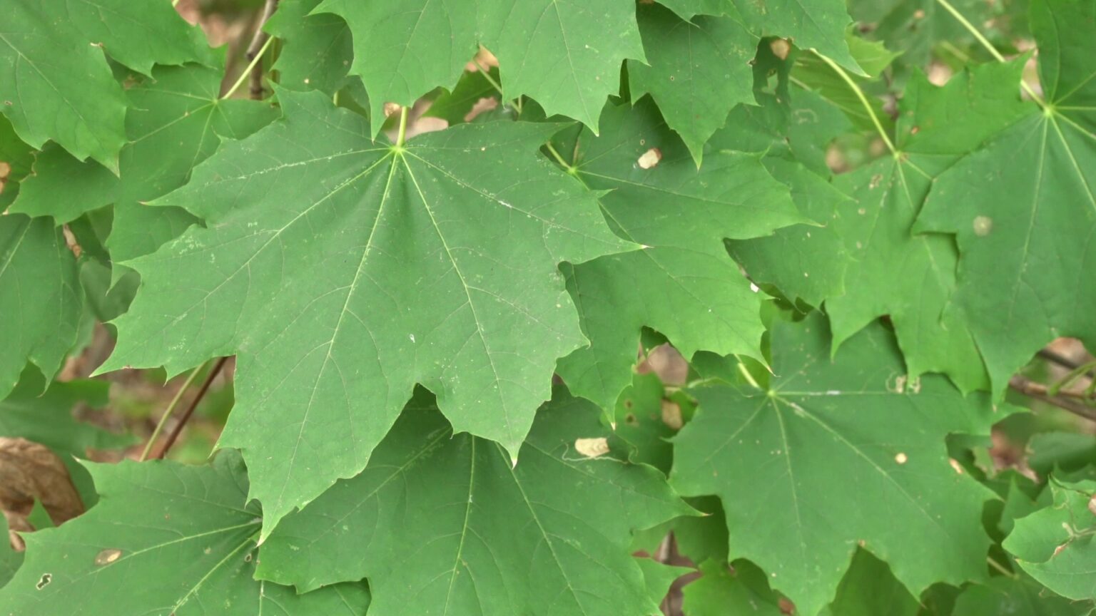 12 plantes sauvages dans vos jardins Le Chemin de la Nature — free download
