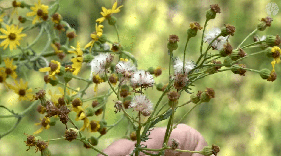 Photo du séneçon jacobée en graine et en fleur
