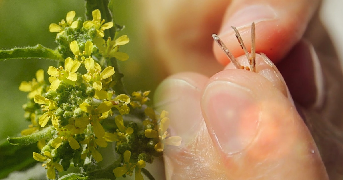 Graines de sisymbre : moutarde sauvage !