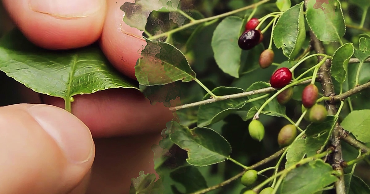 Prunus mahaleb : cerisier à liqueur