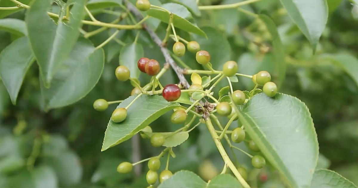 Prunus mahaleb : cerisier à liqueur