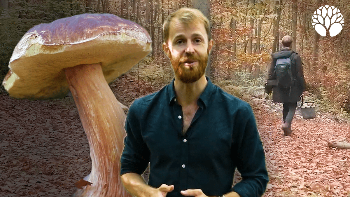 Fausses croyances sur les champignons : comment éviter les erreurs dangereuses