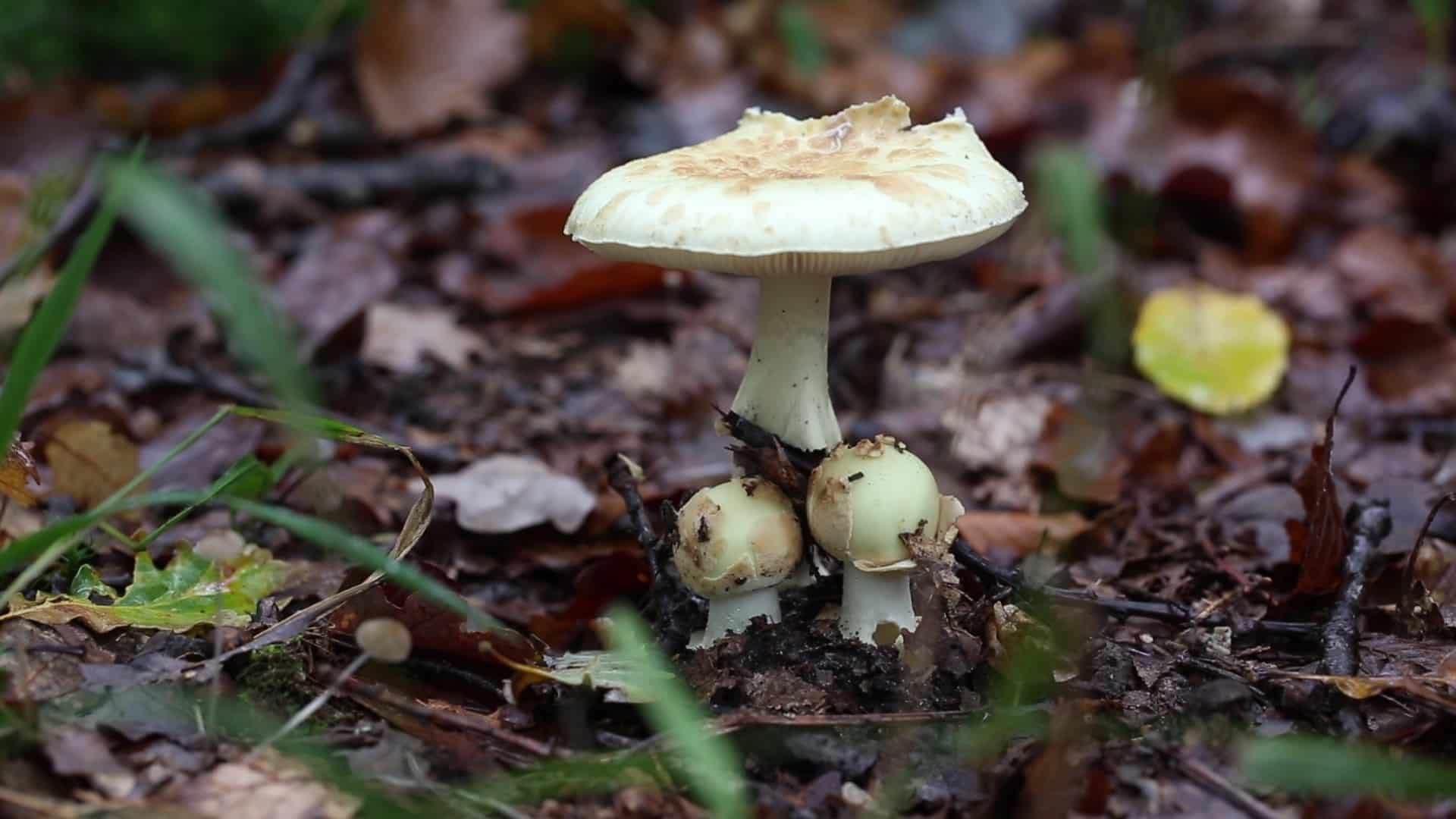 Amanite citrine (Amanita citrina) : identification, toxicité et confusions
