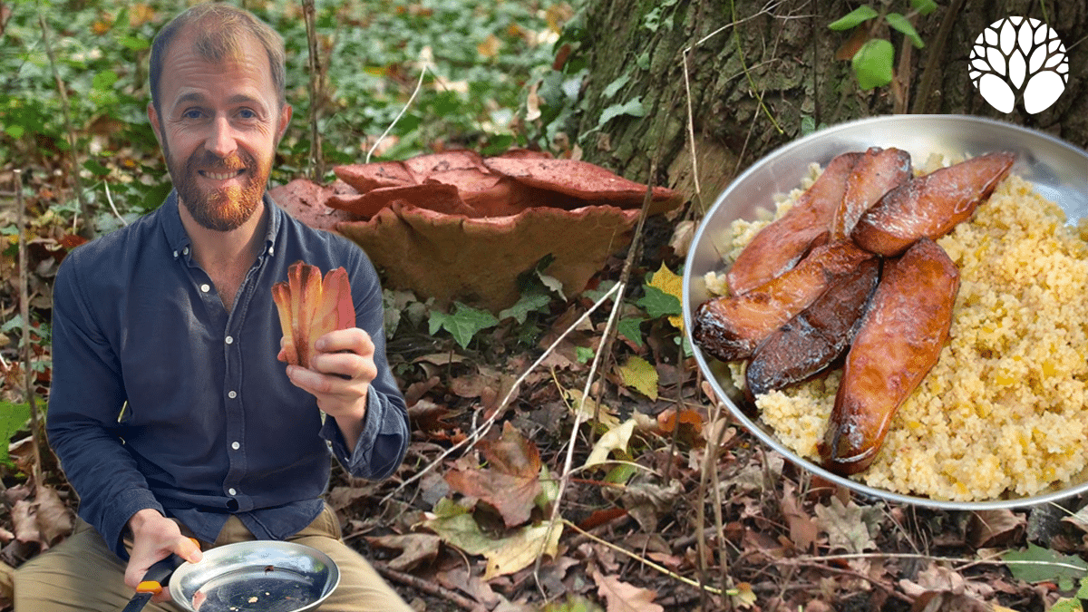 La langue de boeuf, un champignon comestible