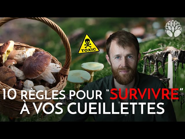 La cueillette de champignons sans risques
