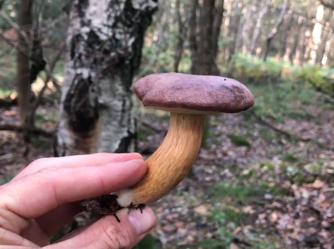 Le bolet bai, aussi bon qu'un cèpe !