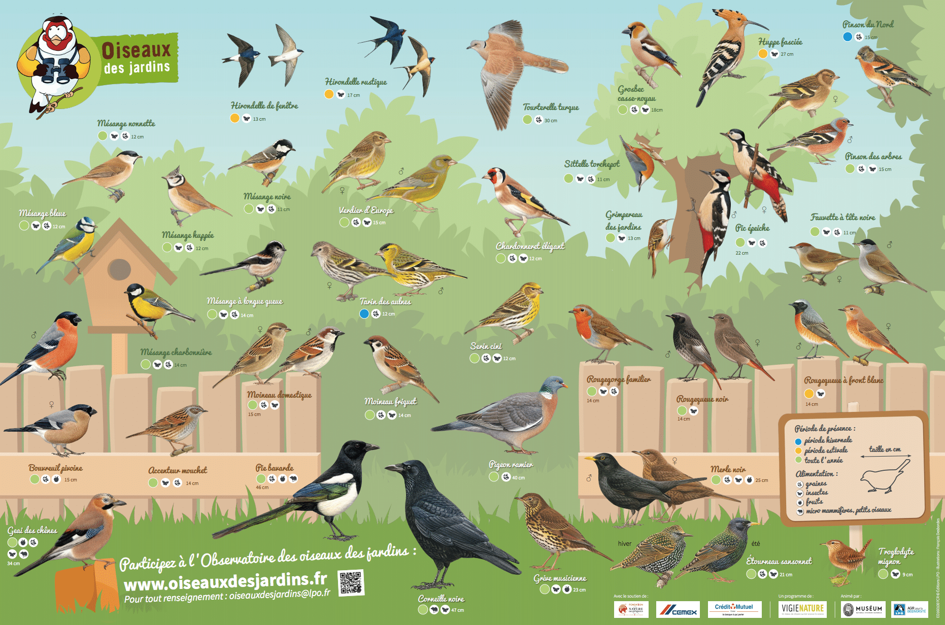 poster oiseaux des jardins