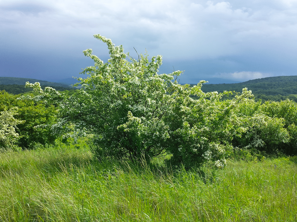 Photo d'un arbuste, l'aubépine
