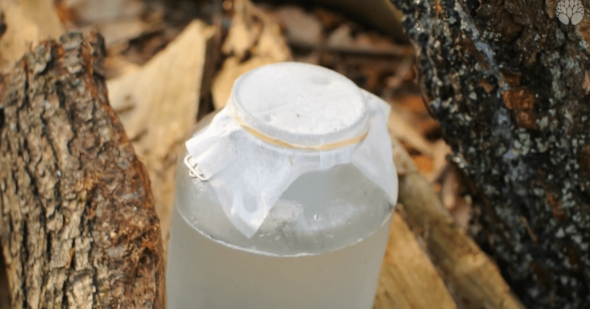 La sève de bouleau : récolter et consommer