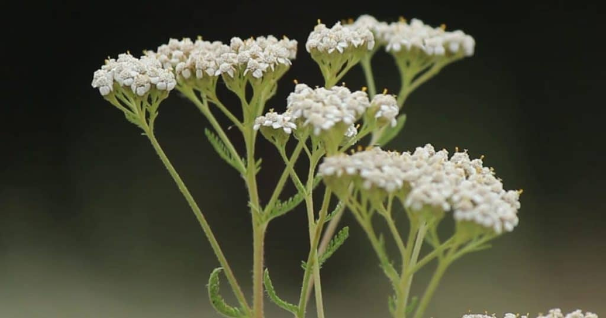 L'Achillée : tout sur ses usages