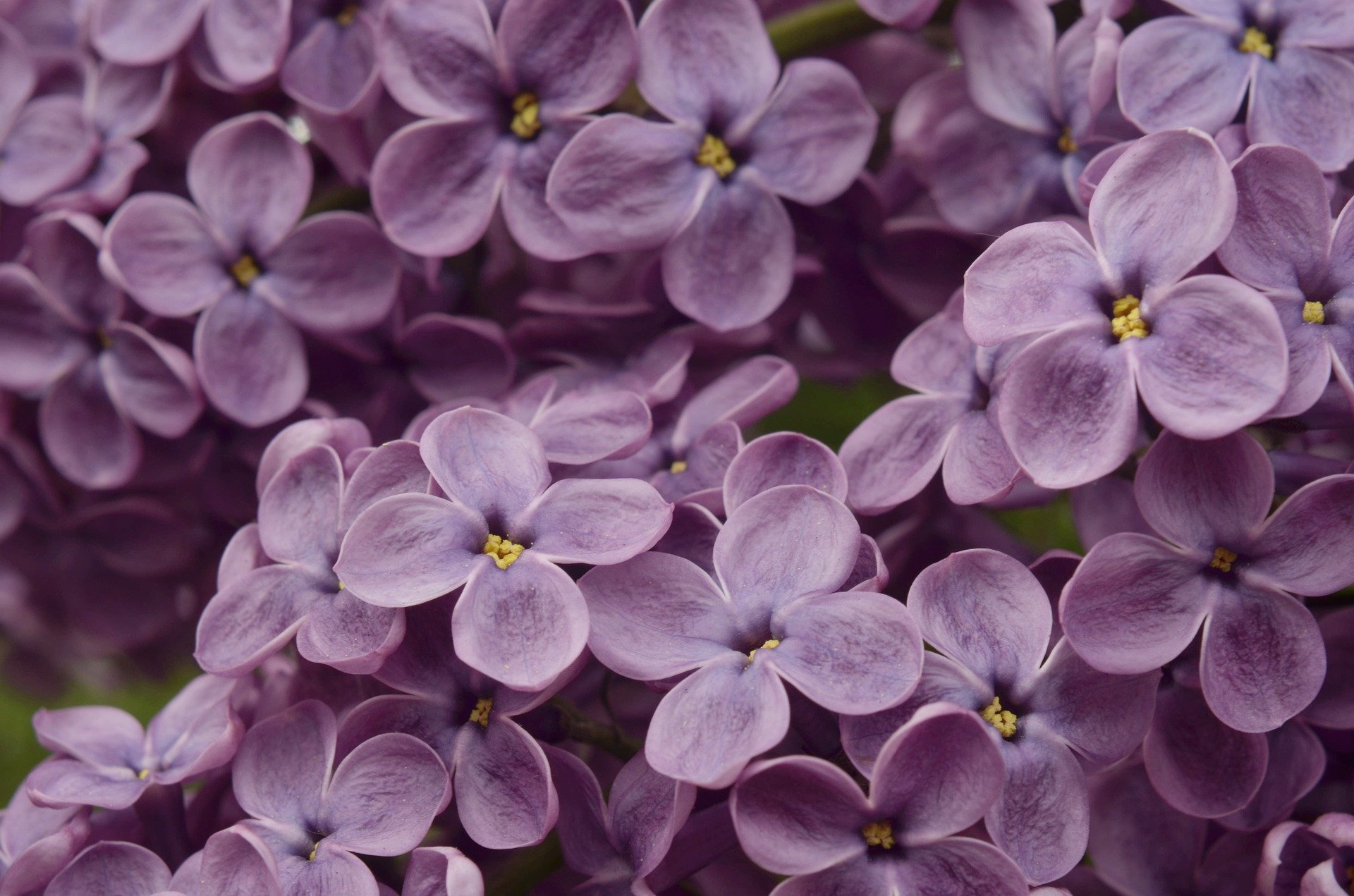 fleurs de lilas