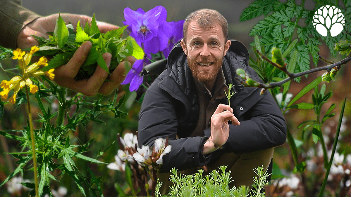 10 plantes sauvages de début de printemps