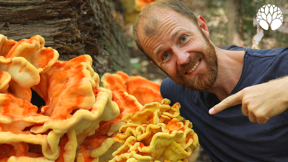 Le polypore soufré, champignon poulet !